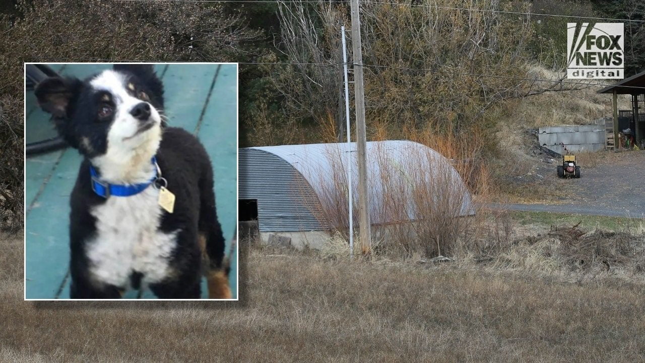 dog was found b round roof building 01 1 1