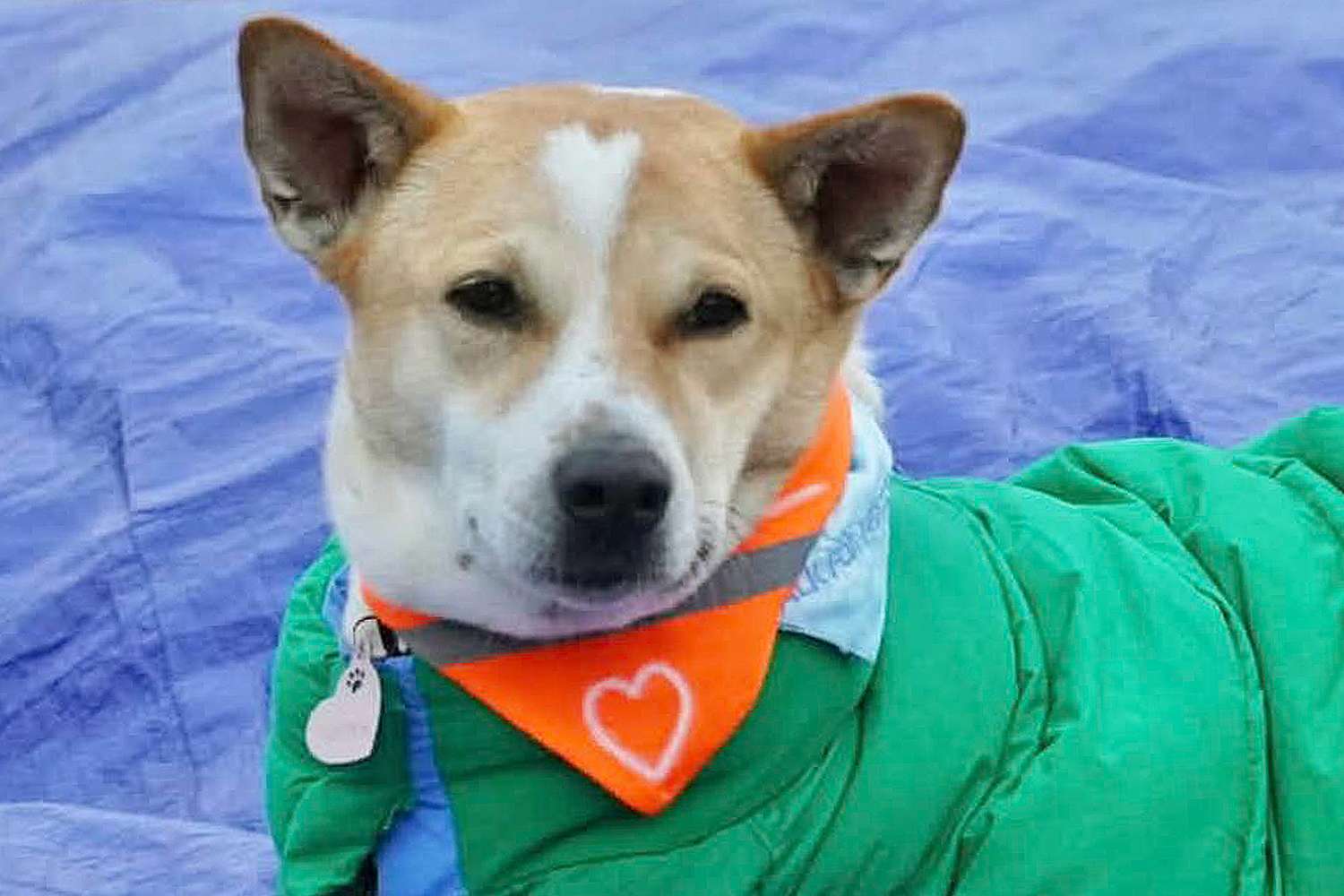aloka the peace dog 2 010625 3a1e2753601f4b41a2af8f53cd25037f